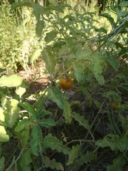 Solanum juvenale
