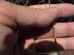 Ulmus pumila
