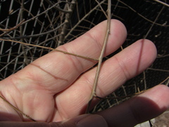 Ulmus pumila