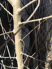 Ulmus pumila