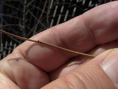 Ulmus pumila