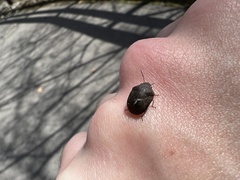 Homaemus aeneifrons