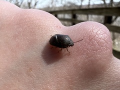Homaemus aeneifrons