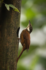 Pseudocolaptes johnsoni