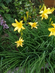 Hemerocallis lilioasphodelus
