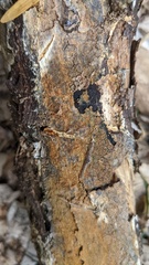 Resinicium