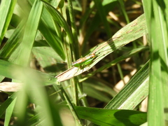 Conocephalus ochrotelus