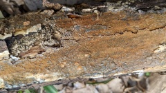 Resinicium