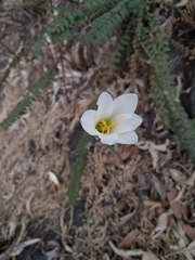 Zephyranthes alba