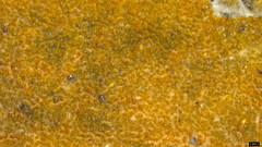 Resinicium