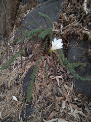Zephyranthes alba
