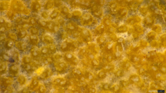 Resinicium