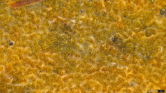 Resinicium