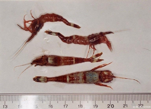 Representative image of Pontophilus