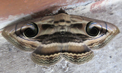 Spirama helicina