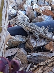 Sceloporus occidentalis