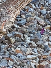 Sceloporus occidentalis