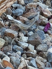 Sceloporus occidentalis