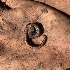 Batrachoseps wrighti