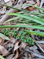 Angiospermae