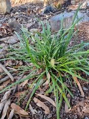 Angiospermae