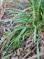 Angiospermae