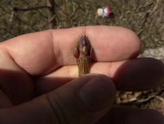 Acer platanoides