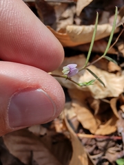 Vicia minutiflora