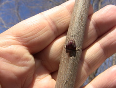 Acer platanoides