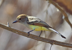 Nutting's Flycatcher photo 2