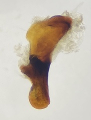 Pterostichus inermis