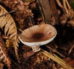 Lepiota haemorrhagica