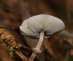 Lepiota haemorrhagica