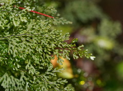 Hymenophyllum australe