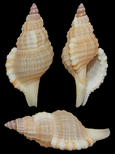 Cymatium mundum in life