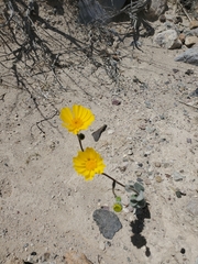 Geraea canescens