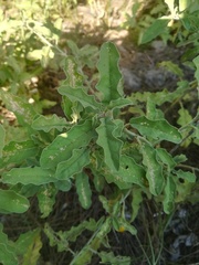Solanum juvenale