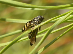 Buprestis magica