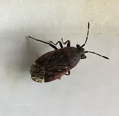 Stygnocoris fuligineus