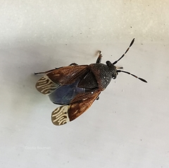 Stygnocoris fuligineus