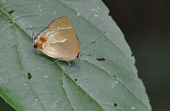 Strephonota strephon