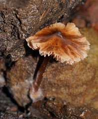 Entoloma aromaticum
