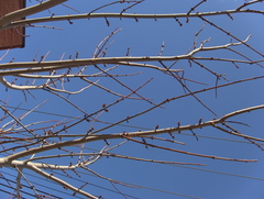 Acer saccharinum