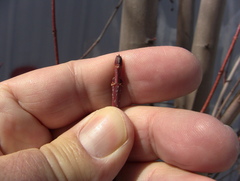 Acer saccharinum