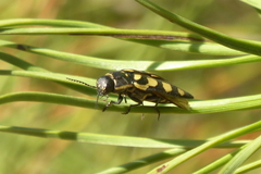 Buprestis magica