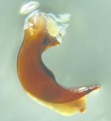 Pterostichus inermis