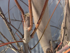 Acer saccharinum