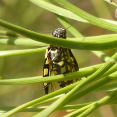 Buprestis magica
