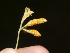 Phragmidium potentillae