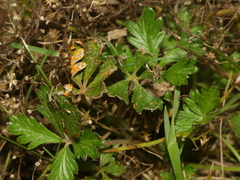 Phragmidium potentillae